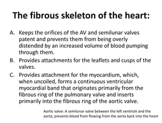 The fibrous skeleton of the heart:
A. Keeps the orifices of the AV and semilunar valves
patent and prevents them from being overly
distended by an increased volume of blood pumping
through them.
B. Provides attachments for the leaflets and cusps of the
valves.
C. Provides attachment for the myocardium, which,
when uncoiled, forms a continuous ventricular
myocardial band that originates primarily from the
fibrous ring of the pulmonary valve and inserts
primarily into the fibrous ring of the aortic valve.
Aortic valve: A semilunar valve between the left ventricle and the
aorta; prevents blood from flowing from the aorta back into the heart
 