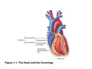 Figure 1.1: The Heart and the Coverings
 