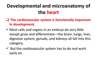 Developmental and microanatomy of
the heart
 The cardiovascular system is functionally important
in development.
 Most cells and organs in an embryo do very little
except grow and differentiate—the brain, lungs, liver,
digestive system, gonads, and kidneys all fall into this
category.
 But the cardiovascular system has to do real work
early on.
 