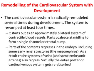 Remodelling of the Cardiovascular System with
Development
• The cardiovascular system is radically remodeled
several times during development.The system is
revamped at least four times.
– It starts out as an approximately bilateral system of
contractile blood vessels. Parts coalesce at midline to
form a single channel or central pump.
– Parts of the contents regresses in the embryo, including
some early renal structures (the mesonephros). As a
result entire systems of veins (and some embryonic
arteries) also regress.Virtually the entire posterior
cardinal venous system gets re-absorbed
 