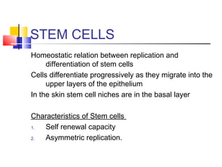 STEM CELLS
Homeostatic relation between replication and
differentiation of stem cells
Cells differentiate progressively as they migrate into the
upper layers of the epithelium
In the skin stem cell niches are in the basal layer
Characteristics of Stem cells
1. Self renewal capacity
2. Asymmetric replication.
 