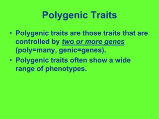 Polygenic TraitsPolygenic traits are those traits that are controlled by two or more genes (poly=many, genic=genes).Polygenic traits often show a wide range of phenotypes.