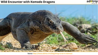 Wild Encounter with Komodo Dragons
 