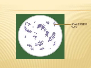 GRAM POSITIVE
COCCI
 