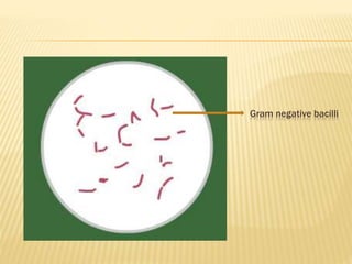 Gram negative bacilli
 