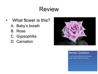 Review What flower is this? Baby’s breath Rose Gypsophilia Carnation 