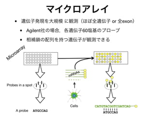 マイクロアレイ
• 遺伝子発現を大規模 に観測（ほぼ全遺伝子 or 全exon）
• Agilent社の場合，各遺伝子60塩基のプローブ
• 相補鎖の配列を持つ遺伝子が観測できる
M
icroarray
ATGCCAG ATGCCAG
CATGTACGGTCGATCAG
Probes in a spot
A probe
Cells
mRNAs
 