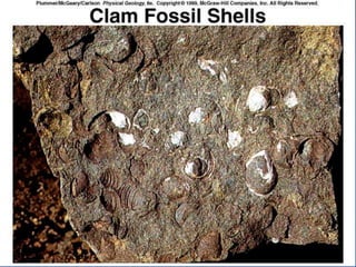 23.3.d sedimentary rocks ppt.ppt