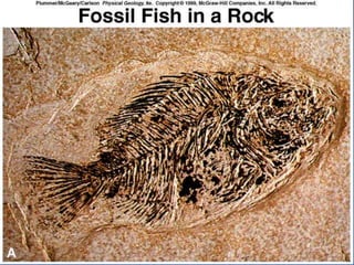 23.3.d sedimentary rocks ppt.ppt