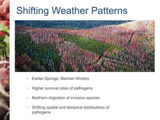 Shifting Weather Patterns 
• Earlier Springs, Warmer Winters 
• Higher survival rates of pathogens 
• Northern migration of invasive species 
• Shifting spatial and temporal distributions of 
pathogens 
 