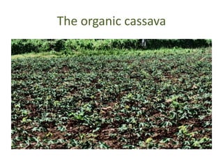 The organic cassava 
 