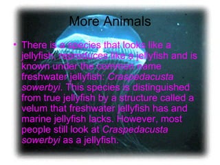 More Animals  There is a species that looks like a jellyfish, reproduces like a jellyfish and is known under the common name freshwater jellyfish:  Craspedacusta sowerbyi . This species is distinguished from true jellyfish by a structure called a velum that freshwater jellyfish has and marine jellyfish lacks. However, most people still look at  Craspedacusta sowerbyi  as a jellyfish. 