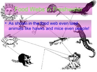 Food Webs in Freshwater As shown in the food web even land animals like hawks and mice even people! 