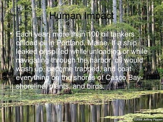 Human Impact Each year, more than 100 oil tankers offload oil in Portland, Maine. If a ship leaked or spilled while unloading or while navigating through the harbor, oil would wash up, become trapped, and coat everything on the shores of Casco Bay-shoreline, plants, and birds. 