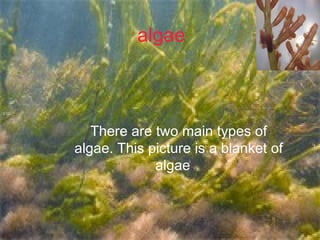 algae There are two main types of algae. This picture is a blanket of algae .   