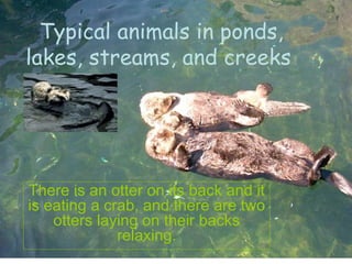 Typical animals in ponds, lakes, streams, and creeks   There is an otter on its back and it is eating a crab, and there are two otters laying on their backs relaxing. 