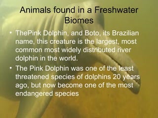 Animals found in a Freshwater Biomes ThePink Dolphin, and Boto, its Brazilian name, this creature is the largest, most common most widely distributed river dolphin in the world. The Pink Dolphin was one of the least threatened species of dolphins 20 years ago, but now become one of the most endangered species  