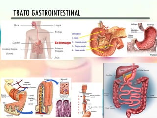 TRATO GASTROINTESTINAL
 