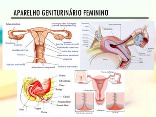 APARELHO GENITURINÁRIO FEMININO
 