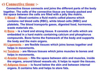 c) Connective tissue :-
Connective tissue connects and joins the different parts of the body
together. The cells of the connective tissue are loosely packed and
the space between the cells are filled with a jelly like matrix.
i) Blood :- Blood contains a fluid matrix called plasma which
contains red blood cells (RBC), white blood cells (WBC) and
platelets. The blood transports gases, digested food, hormones,
waste materials etc.
ii) Bone :- is a hard and strong tissue. It consists of cells which are
embedded in a hard matrix containing calcium and phosphorus
compounds. Bone forms the framework of the body and supports
the body and the main organs.
iii) Ligaments :- are flexible tissues which joins bones together and
helps in movements.
iv) Tendons :- are fibrous tissues which joins muscles to bones and
helps in movements.
v) Areolar tissues :- fills the space between skin and muscles, inside
the organs, around blood vessels etc. It helps to repair the tissues.
vi) Adipose tissue :- is found below the skin and between internal
organs. It contains fats and helps to store fats.
 