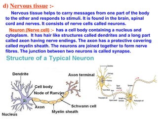 d) Nervous tissue :-
Nervous tissue helps to carry messages from one part of the body
to the other and responds to stimuli. It is found in the brain, spinal
cord and nerves. It consists of nerve cells called neurons.
Neuron (Nerve cell) :- has a cell body containing a nucleus and
cytoplasm. It has hair like structures called dendrites and a long part
called axon having nerve endings. The axon has a protective covering
called myelin sheath. The neurons are joined together to form nerve
fibres. The junction between two neurons is called synapse.
 