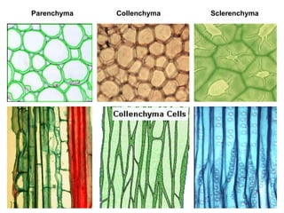 Parenchyma Collenchyma Sclerenchyma
 