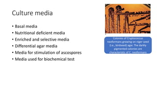 Culture media
• Basal media
• Nutritional deficient media
• Enriched and selective media
• Differential agar media
• Media for stimulation of ascospores
• Media used for biochemical test
Colonies of Cryptococcus
neoformans growing on niger seed
(i.e., birdseed) agar. The darkly
pigmented colonies are
characteristic of C. neoformans
 