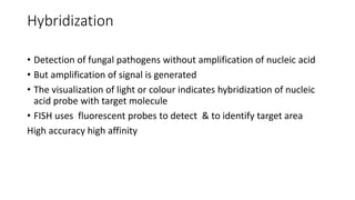 Hybridization
• Detection of fungal pathogens without amplification of nucleic acid
• But amplification of signal is generated
• The visualization of light or colour indicates hybridization of nucleic
acid probe with target molecule
• FISH uses fluorescent probes to detect & to identify target area
High accuracy high affinity
 