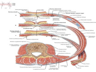 Abdominal wall anatomy 