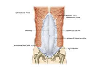 Abdominal wall anatomy 