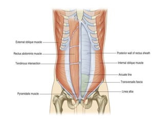 Abdominal wall anatomy 