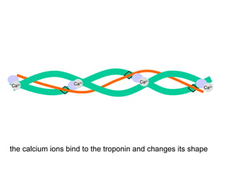 Ca 2+ Ca 2+ Ca 2+ Ca 2+ the calcium ions bind to the troponin and changes its shape 