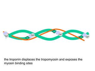 Ca 2+ Ca 2+ Ca 2+ Ca 2+ the troponin displaces the tropomyosin and exposes the myosin binding sites 