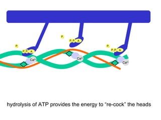 Ca 2+ Ca 2+ Ca 2+ Ca 2+ A P i P i P i A P i P i P i A P i P i P i hydrolysis of ATP provides the energy to “re-cock” the heads 