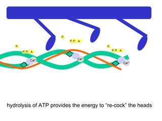 Ca 2+ Ca 2+ Ca 2+ Ca 2+ A P i P i P i A P i P i P i A P i P i P i hydrolysis of ATP provides the energy to “re-cock” the heads 