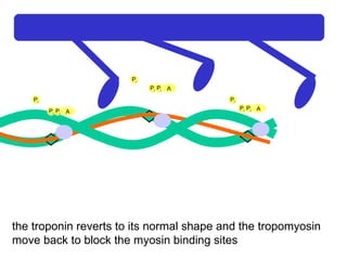 Ca 2+ A P i P i P i A P i P i P i A P i P i P i the troponin reverts to its normal shape and the tropomyosin move back to block the myosin binding sites 