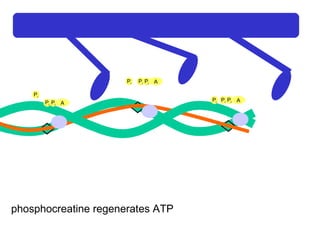 Ca 2+ A P i P i P i A P i P i P i A P i P i P i phosphocreatine regenerates ATP 