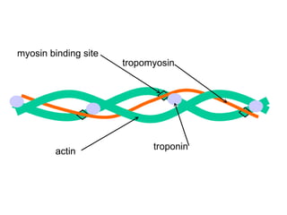 actin troponin tropomyosin myosin binding site 