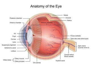 Age-Related_Eye_Conditions_Presentation.pptx