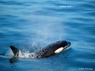 baleia orca 