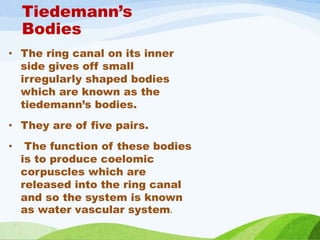 Tiedemann’s
Bodies
• The ring canal on its inner
side gives off small
irregularly shaped bodies
which are known as the
tiedemann’s bodies.
• They are of five pairs.
• The function of these bodies
is to produce coelomic
corpuscles which are
released into the ring canal
and so the system is known
as water vascular system.
 