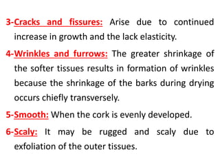 3-Cracks and fissures: Arise due to continued
increase in growth and the lack elasticity.
4-Wrinkles and furrows: The greater shrinkage of
the softer tissues results in formation of wrinkles
because the shrinkage of the barks during drying
occurs chiefly transversely.
5-Smooth: When the cork is evenly developed.
6-Scaly: It may be rugged and scaly due to
exfoliation of the outer tissues.
 