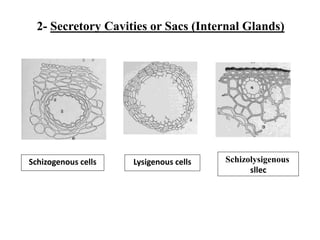 Schizogenous cells Lysigenous cells Schizolysigenous
sllec
2- Secretory Cavities or Sacs (Internal Glands)
 