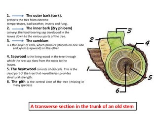 1. The outer bark (cork).
protects the tree from extreme
temperatures, bad weather, insects and fungi.
2. The inner bark (2ry phloem)
conveys the food-bearing sap developed in the
leaves down to the various parts of the tree.
3. The cambium
is a thin layer of cells, which produce phloem on one side
and xylem (sapwood) on the other.
4. Sapwood is the living wood in the tree through
which the raw sap rises from the roots to the
leaves.
5. The heartwood consists of old cells. This is the
dead part of the tree that nevertheless provides
structural strength.
6. The pith is the central core of the tree (missing in
many species).
A transverse section in the trunk of an old stem
 