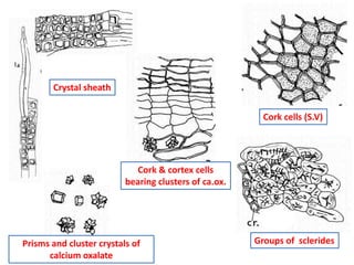 Crystal sheath
Cork cells (S.V)
Prisms and cluster crystals of
calcium oxalate
Groups of sclerides
Cork & cortex cells
bearing clusters of ca.ox.
 