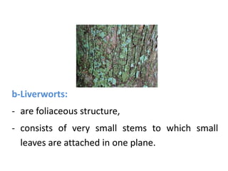 b-Liverworts:
- are foliaceous structure,
- consists of very small stems to which small
leaves are attached in one plane.
 