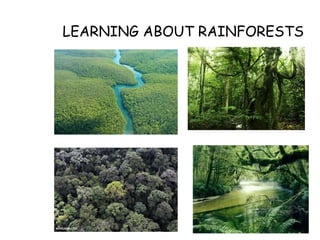 1
LEARNING ABOUT RAINFORESTS
 