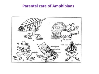 Parental care of Amphibians
 