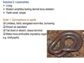 Subclass 2. Lissamphibia
 Living
 Modern amphibia lacking dermal bony skeleton
 Teeth small, simple
Order 1. Gymnophiona or apoda
 Limbless, blind, elongated worm-like, burrowing
 Known as caecilians
 Tail short or absent, cloaca terminal
 Males have protrusible copulatory organ
e.g. Ichthyophis
 