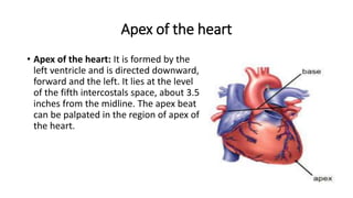 Apex of the heart
• Apex of the heart: It is formed by the
left ventricle and is directed downward,
forward and the left. It lies at the level
of the fifth intercostals space, about 3.5
inches from the midline. The apex beat
can be palpated in the region of apex of
the heart.
 